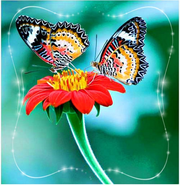 PAPILLONS