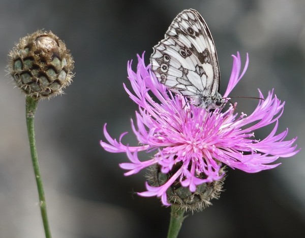 PAPILLONS