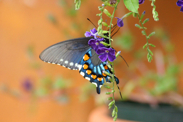 PAPILLON