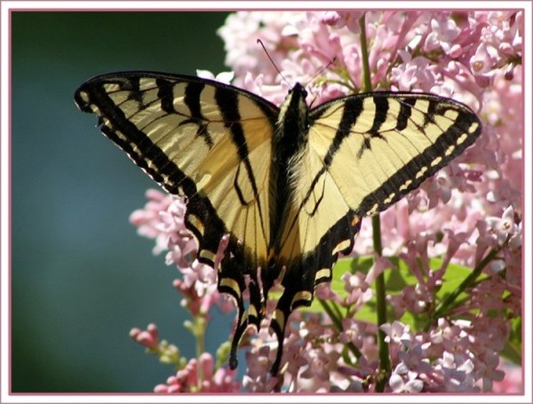 PAPILLON