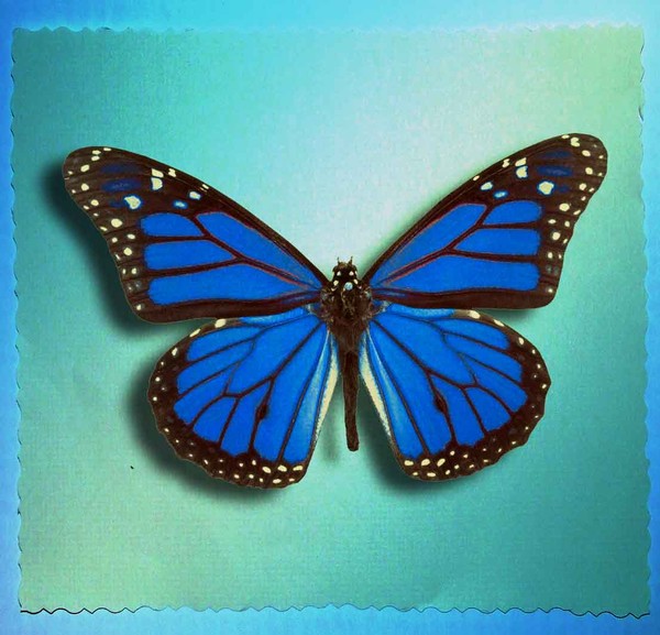 PAPILLON