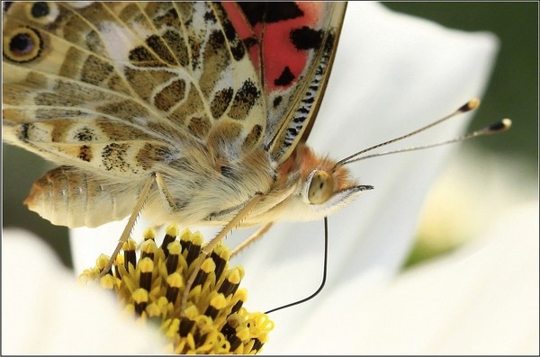 PAPILLON