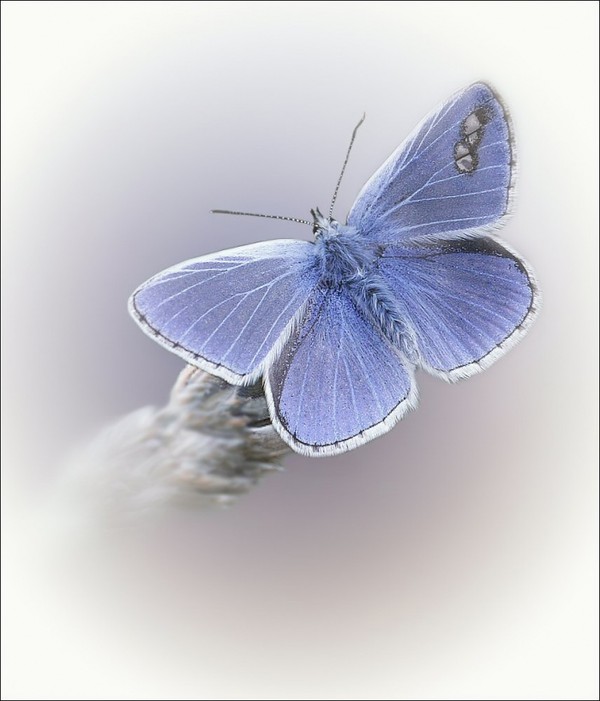PAPILLON