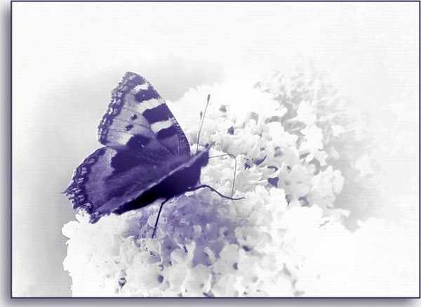 PAPILLON