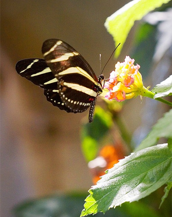 PAPILLON