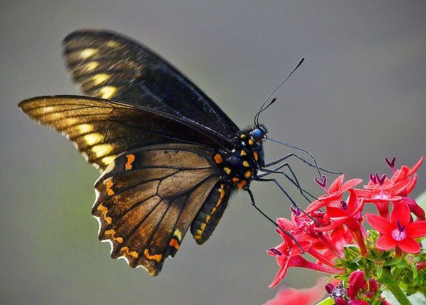 PAPILLON