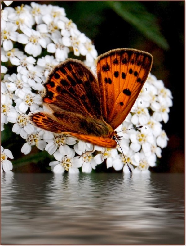 PAPILLON