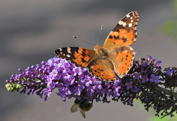 PAPILLON