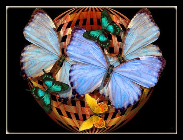 PAPILLONS