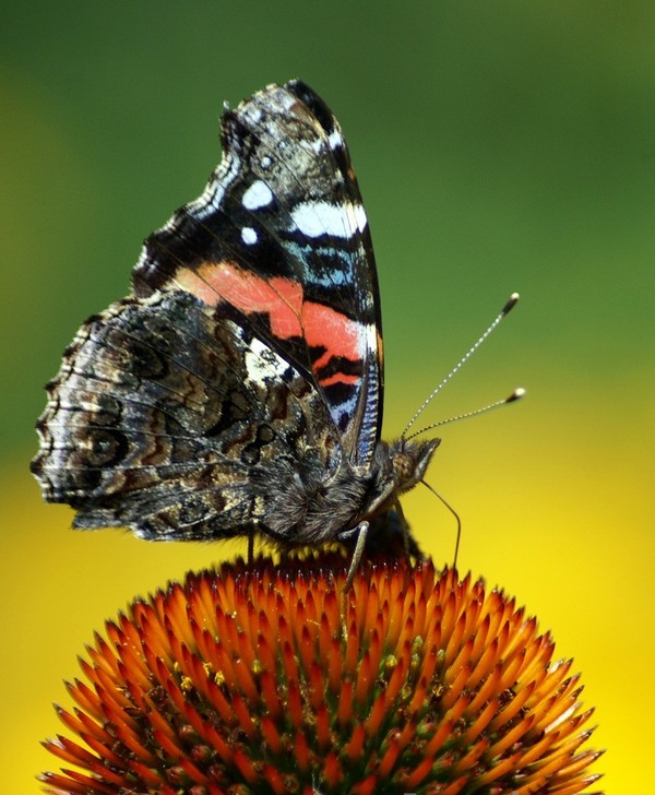 PAPILLON