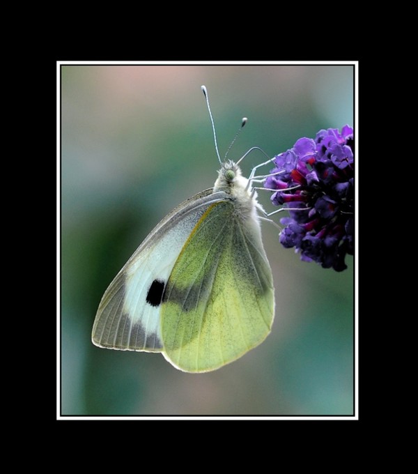 PAPILLON