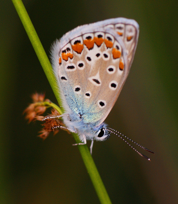 PAPILLON