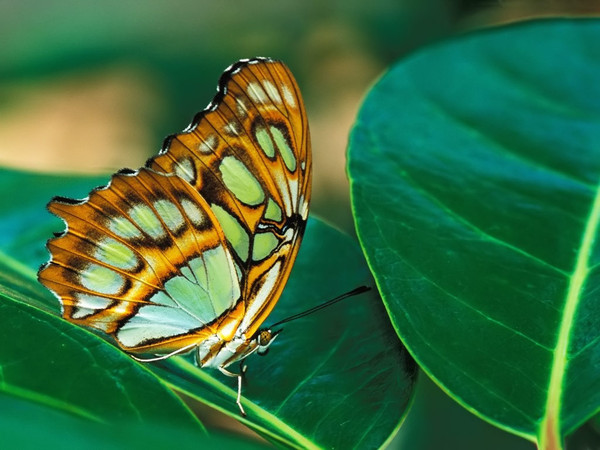 PAPILLONS