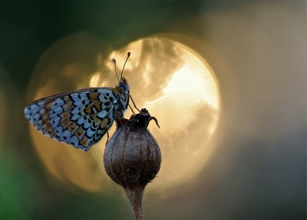 PAPILLON