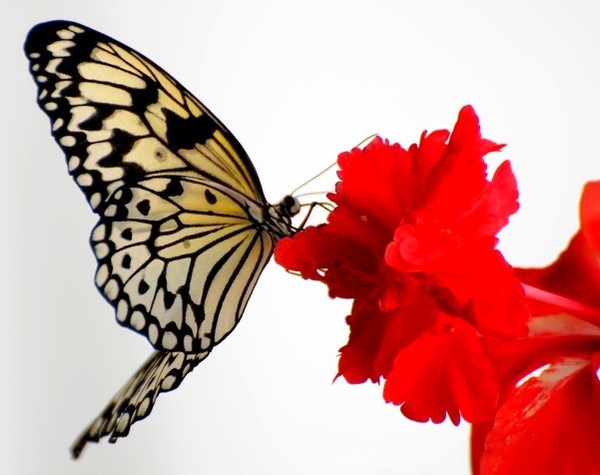 PAPILLON
