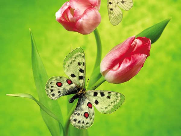 PAPILLON