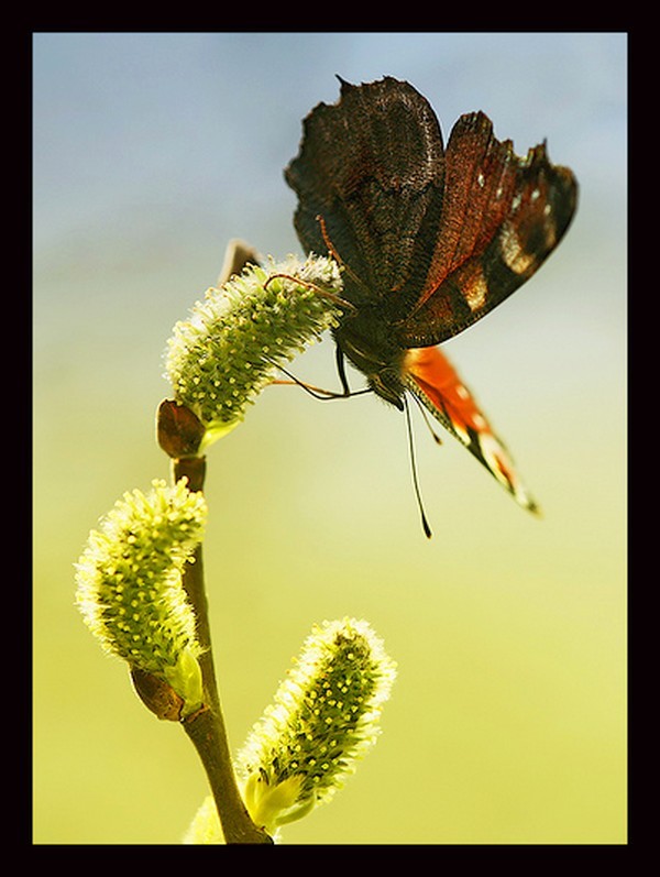 PAPILLON