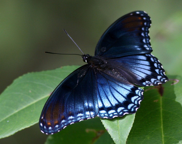 PAPILLON
