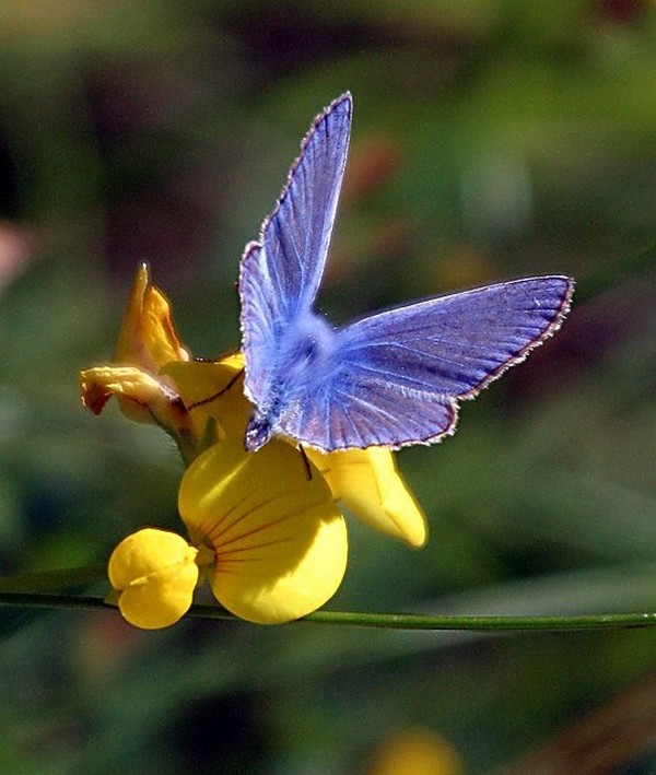 PAPILLON