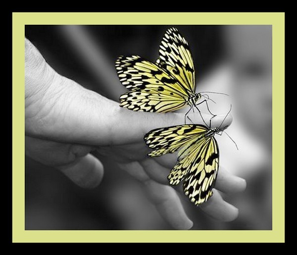 PAPILLONS