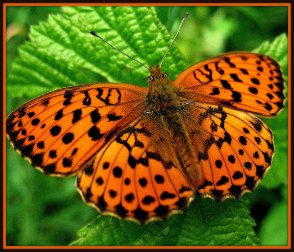 PAPILLON