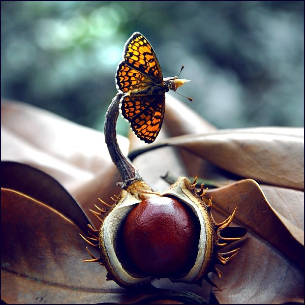 PAPILLONS
