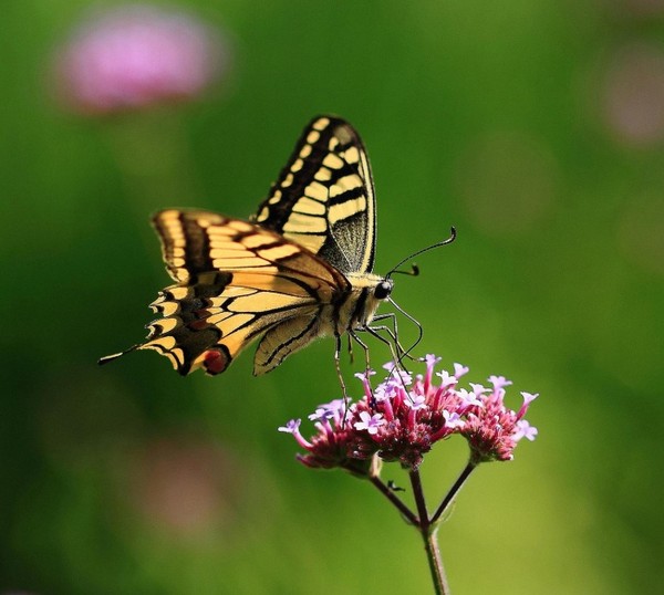 PAPILLON