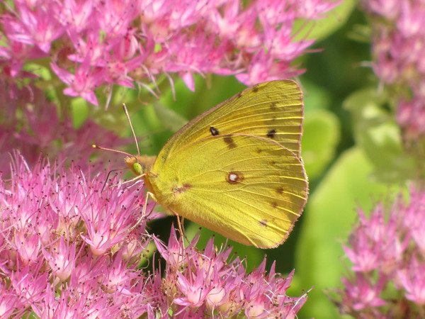 PAPILLON