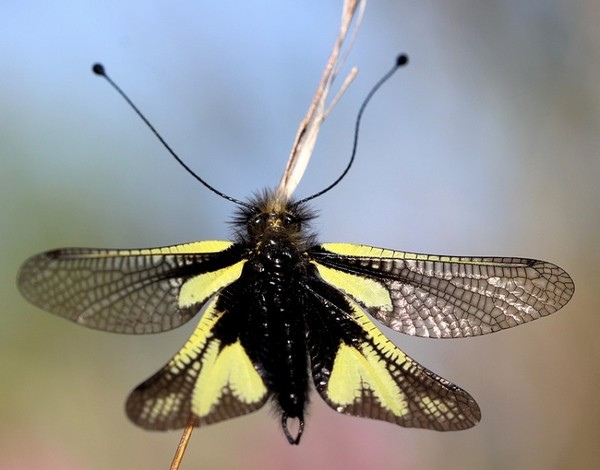 PAPILLON