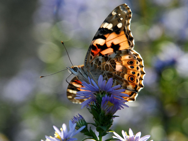 PAPILLON