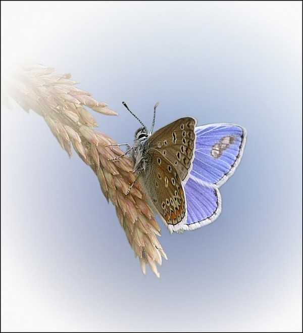 PAPILLON