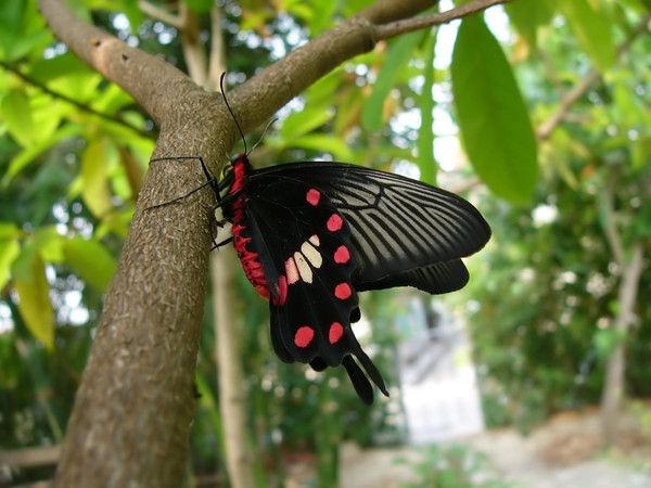PAPILLON