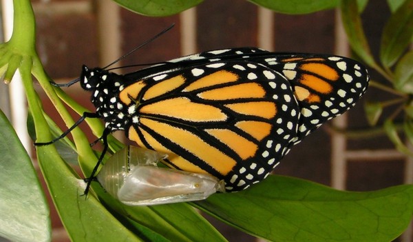 PAPILLON