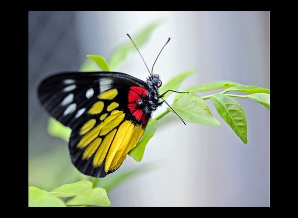 PAPILLON