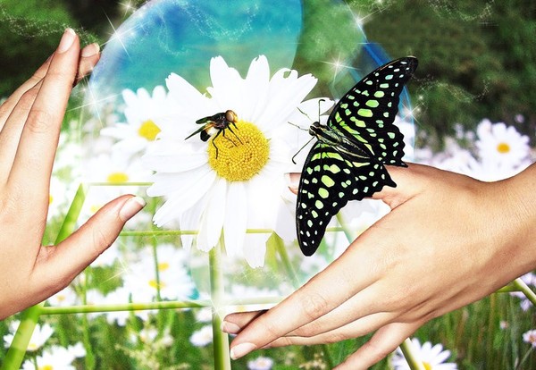 PAPILLON