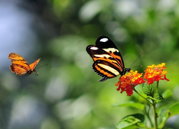 PAPILLON