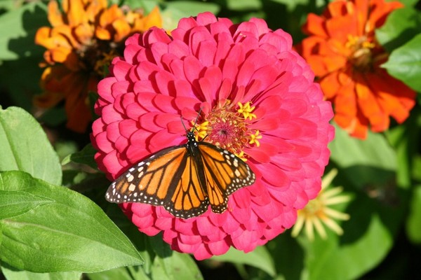 PAPILLON