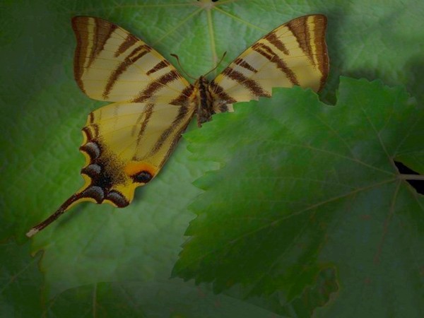 PAPILLON