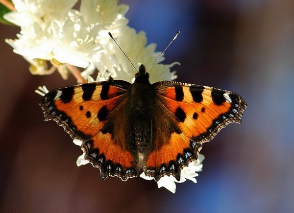 PAPILLON