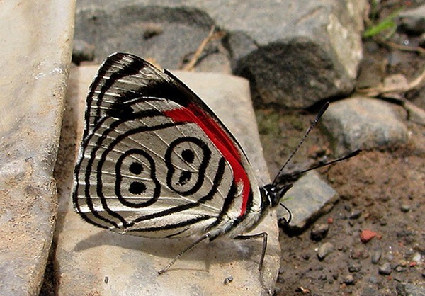 PAPILLON