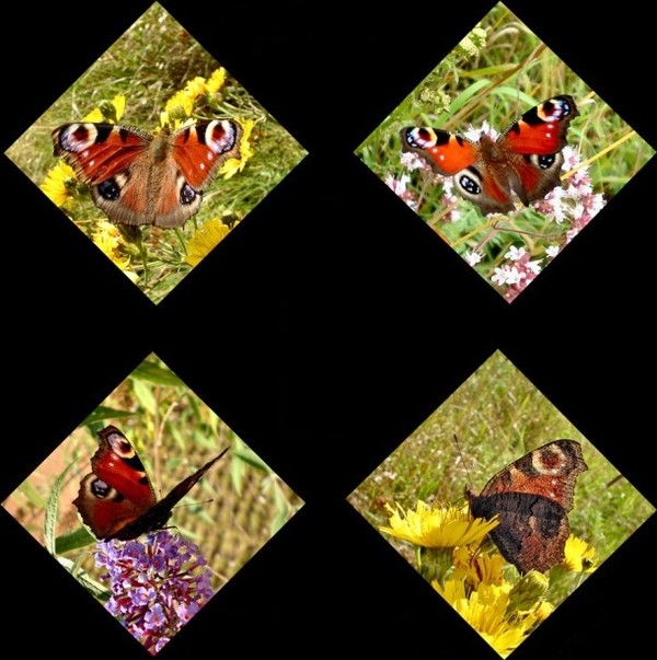 PAPILLON