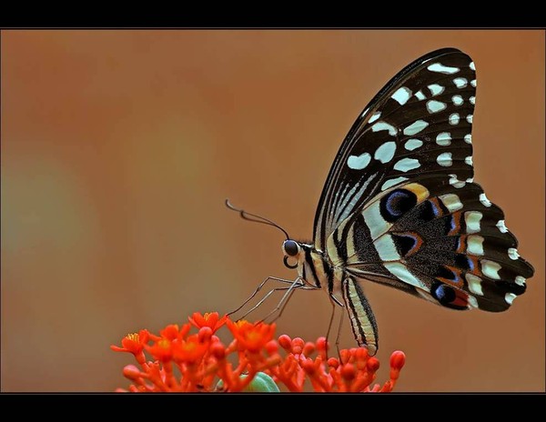 PAPILLON