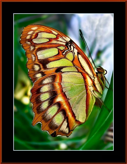 PAPILLON