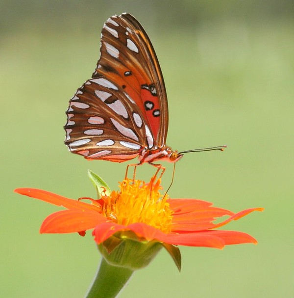 PAPILLON