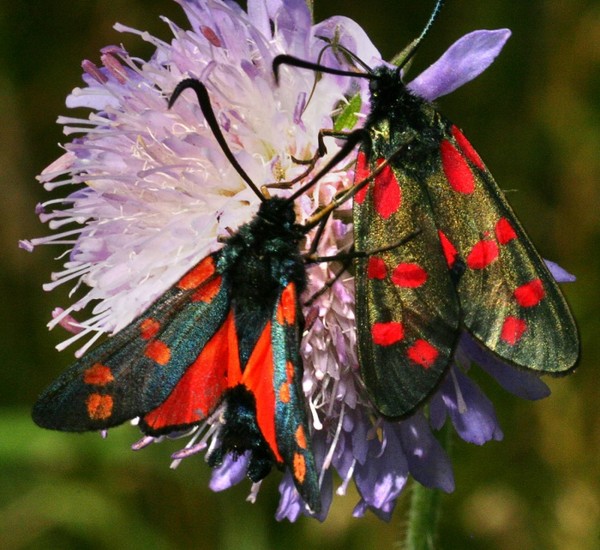 PAPILLONS
