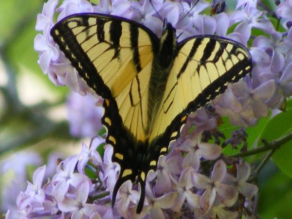 PAPILLON