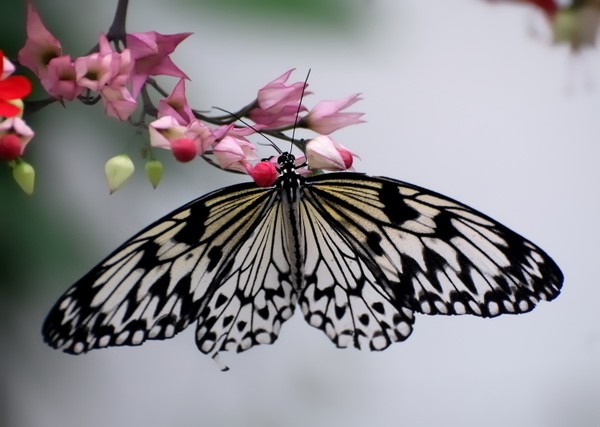 PAPILLON