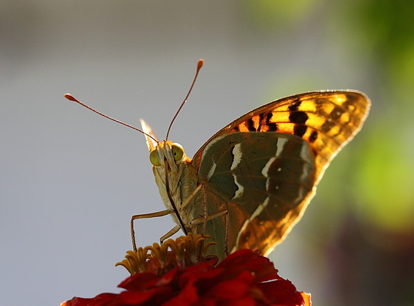 PAPILLON