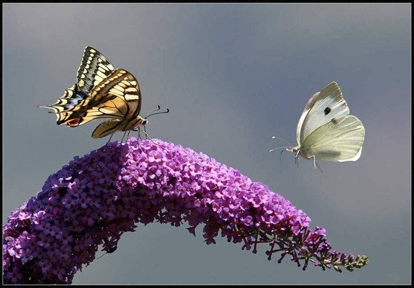 PAPILLON