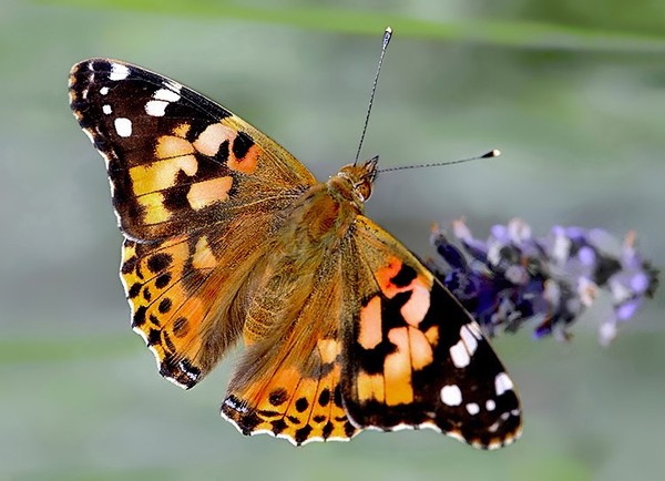 PAPILLON